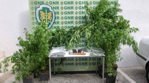 Homem Detido Por Cultivo De Cannabis No Funchal Dnoticias Pt