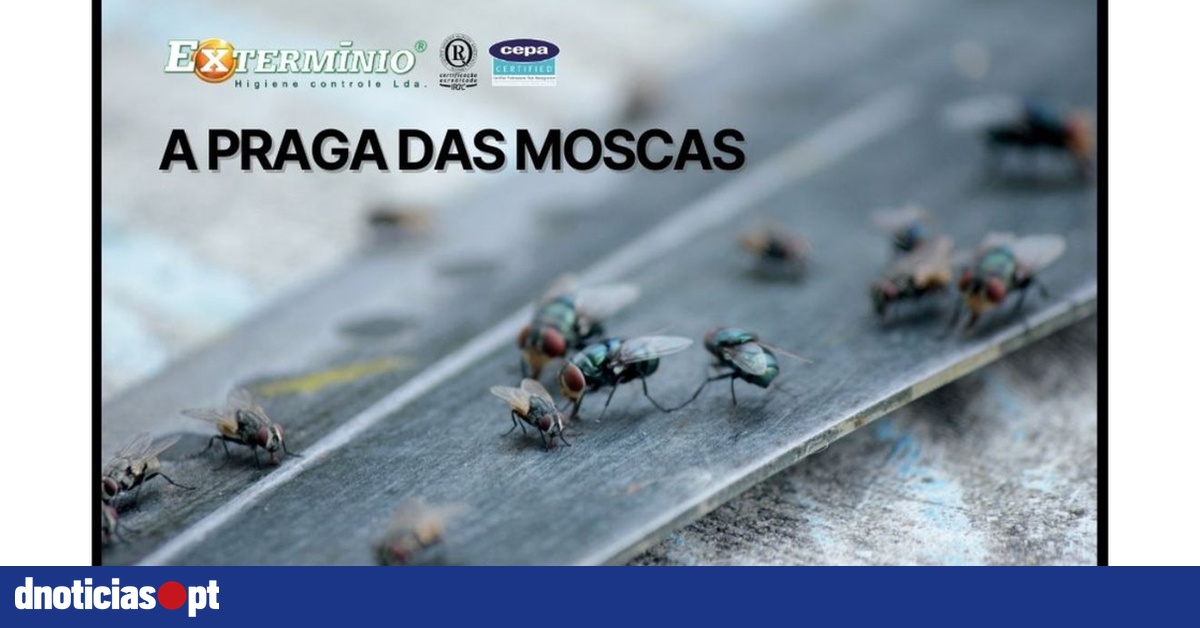 A Praga Das Moscas Dnoticias Pt