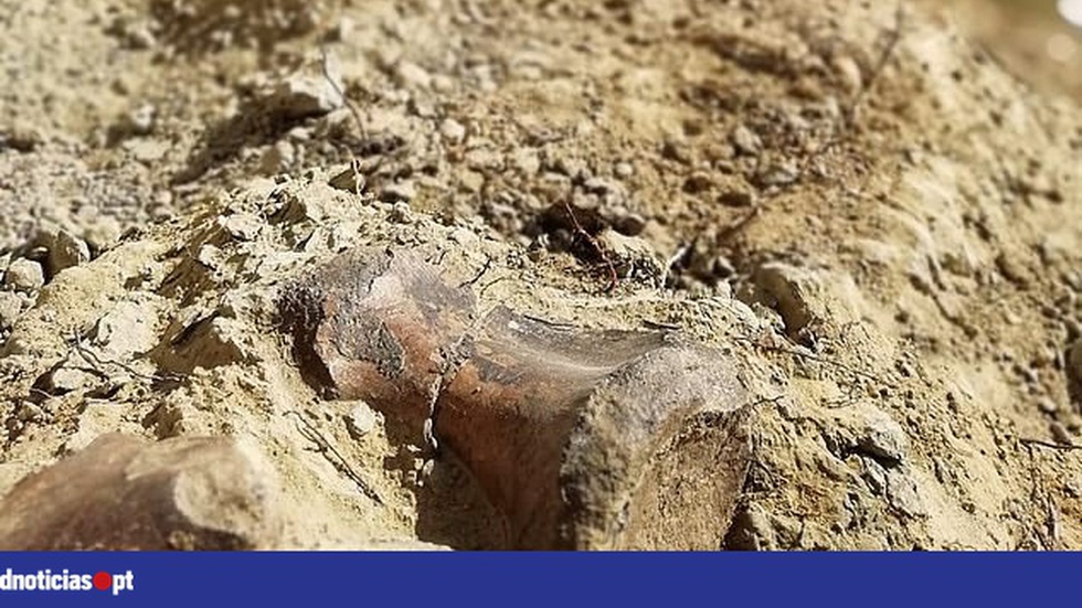 Novo dinossauro português com 130 milhões de anos descoberto no Cabo  Espichel - Renascença