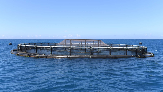 Estudo quer conhecer hábitos de consumo de pescado e a percepção sobre aquacultura na Madeira