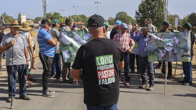 I pastori chiedono pagamenti tempestivi di fronte agli attacchi dei lupi
