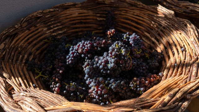 Madeira ha già lavorato 515 tonnellate di uve dall'apertura ufficiale della vendemmia
