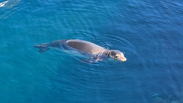 Lobo marinho avvistato vicino al Lido