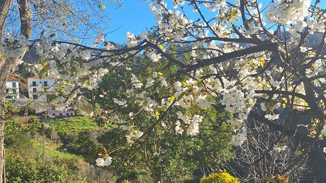 Jardim da Serra celebra as cerejeiras com roteiro e corrida