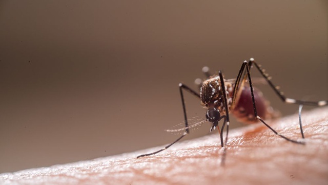 Mosquito transmissor do dengue, zika e chikungunya detectado em Castelo Branco
