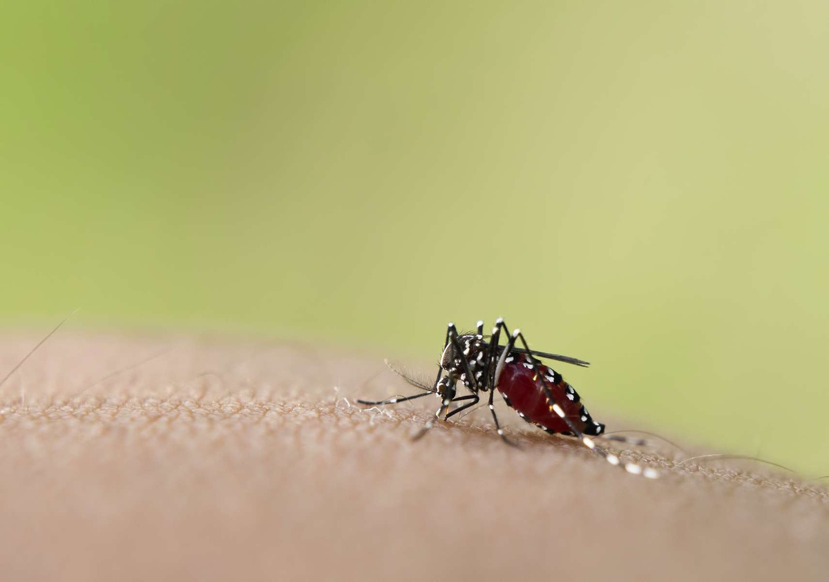 Apesar da presença do mosquito na Madeira, não há notícia de transmissão local da doença. Os quatro casos de dengue diagnosticados na Região desde 2022 foram "todos importados de países da América do Sul e África".