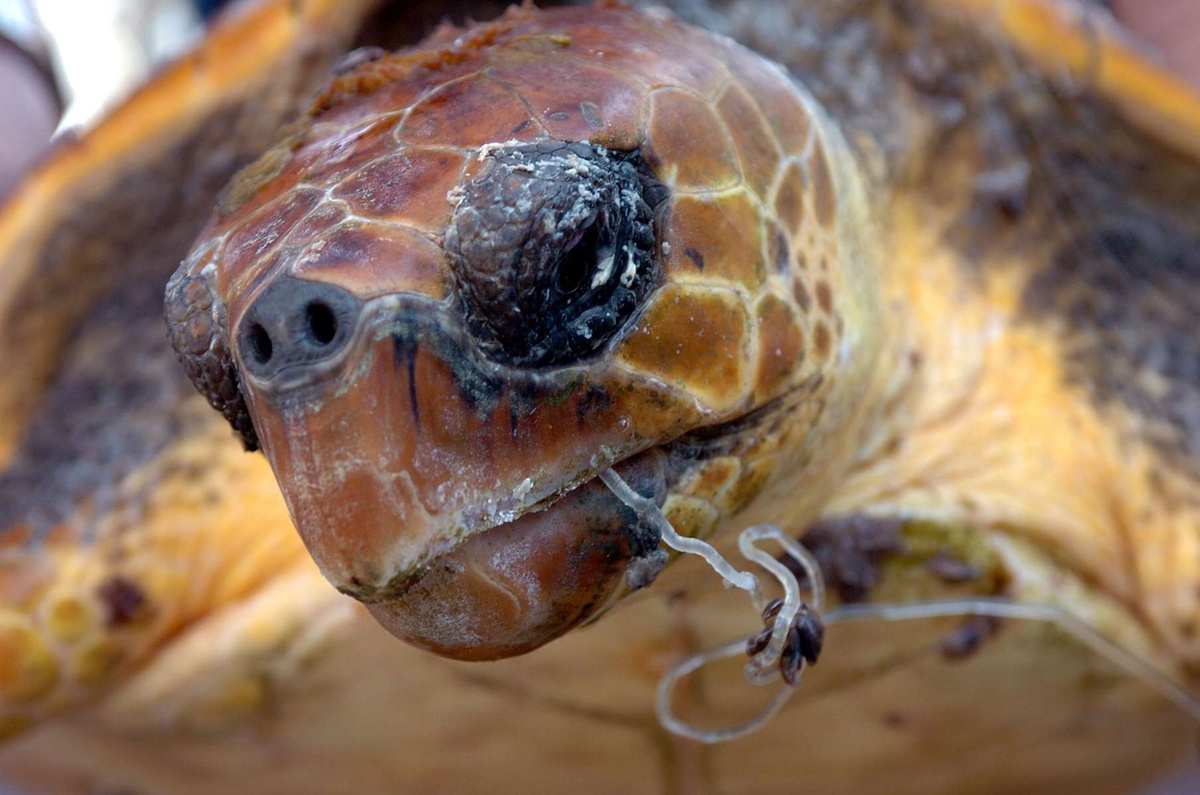 Por ano, três ou quatro tartarugas são tratadas na Estação de Biologia Marinha do Funchal, muitas delas após captura em aparelhos de pesca ou anzóis.&nbsp;