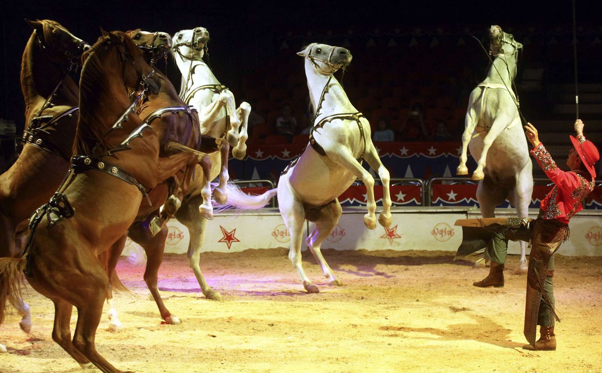 O Circo&nbsp;Victor Hugo Cardinali é o único que, neste momento, ainda usa animais nos seus espectáculos.&nbsp;