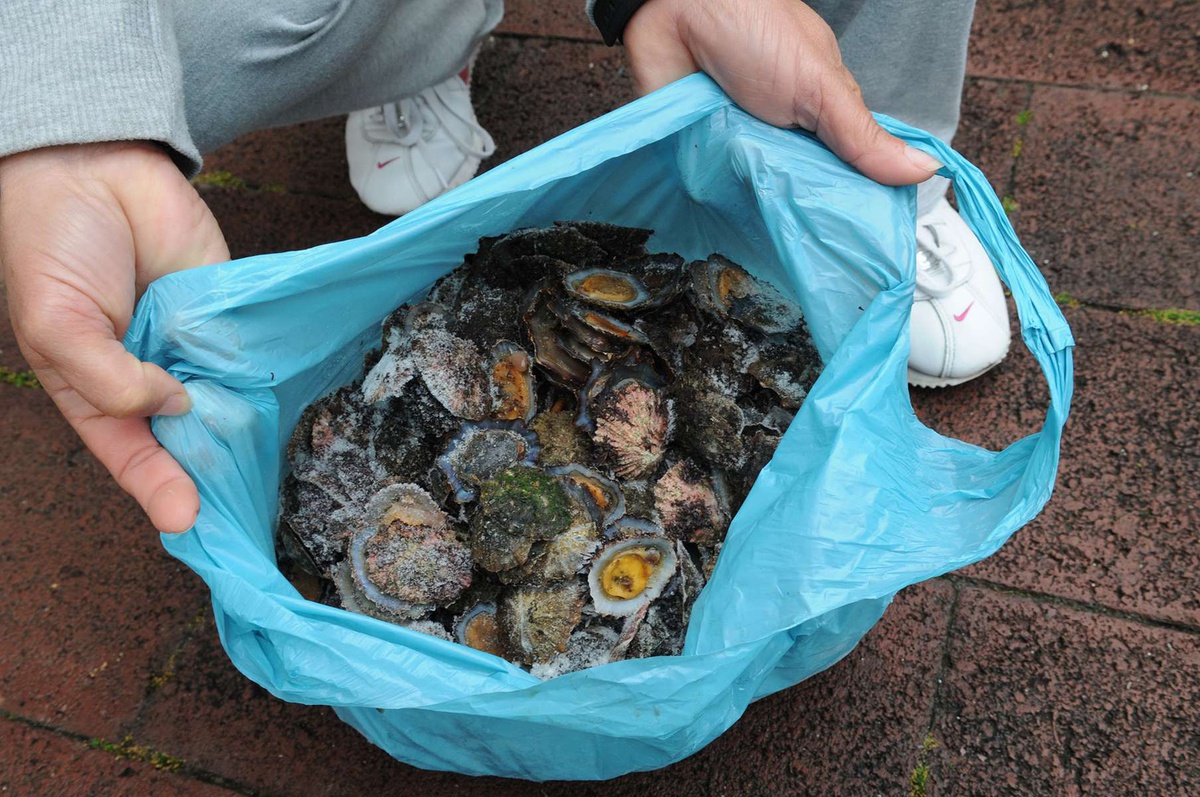 Presentemente, qualquer pessoa, sem qualquer tipo de licença, pode apanhar até 3 kg de lapas/dia, em zonas terrestres ou marítimas.
