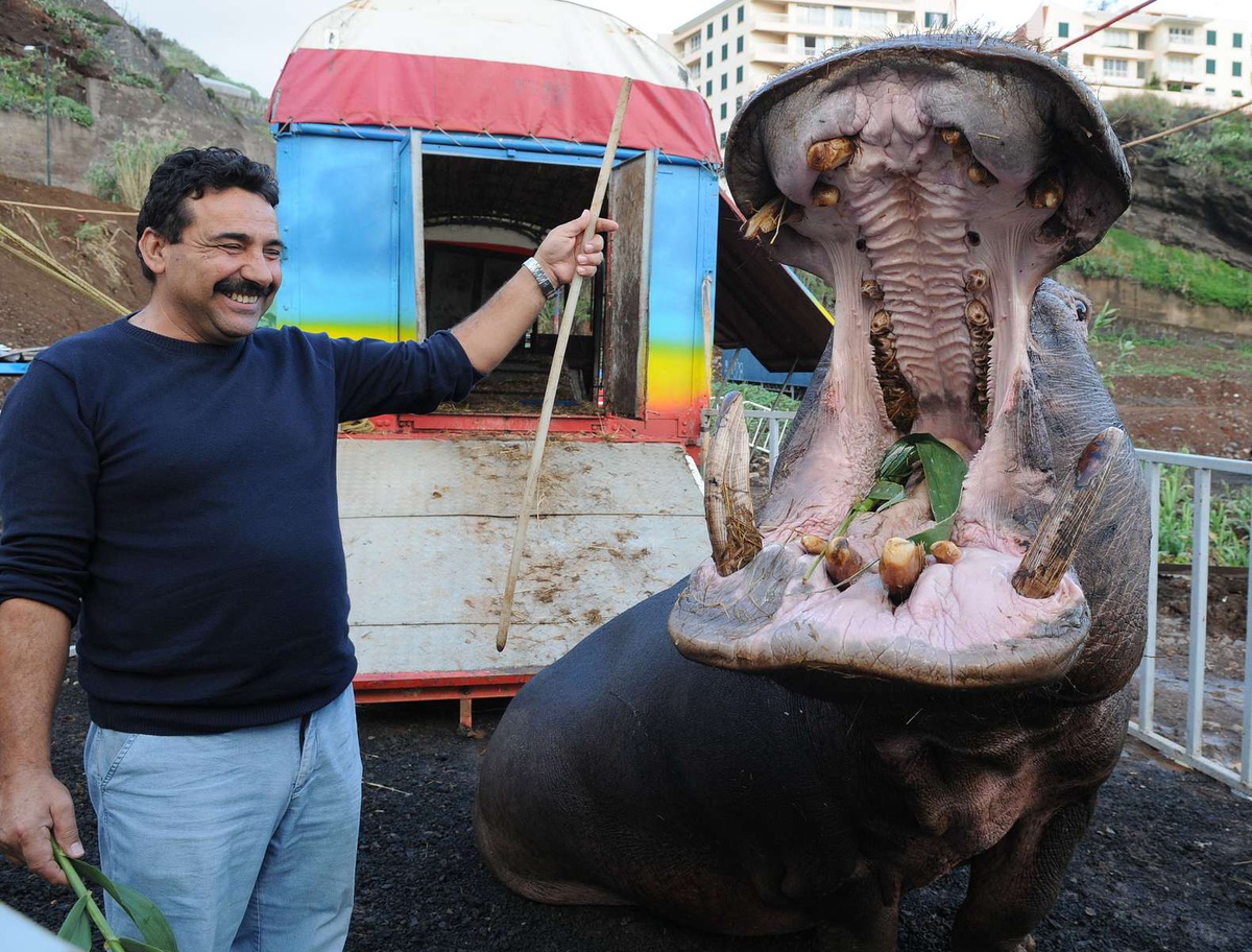 Os hipopótamos já fizeram parte de espectáculos circenses realizados na Madeira.&nbsp;