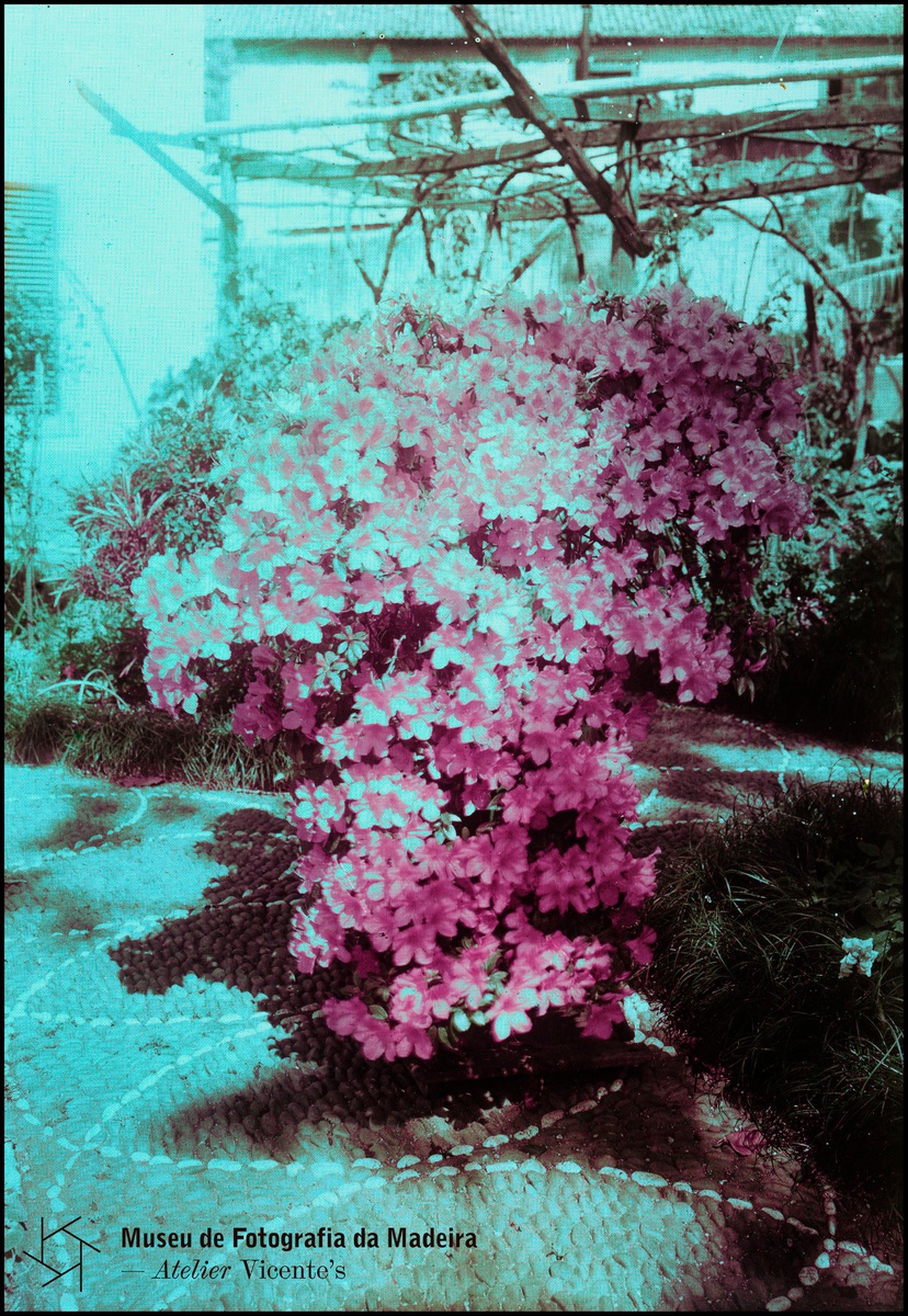 Perestrellos Photographos (1890-1998) | Jardim da Quinta do Palheiro Ferreiro (1912-1920)
| Processo Paget / 13 X 18 cm MFM-AV, Nº Inv. PER/3740 | Em depósito na DRABM