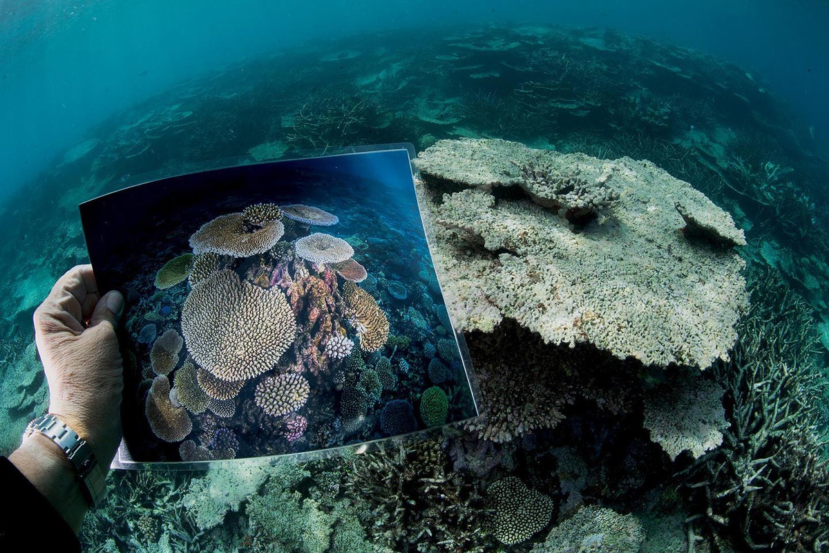 Foto DR/david doubilet