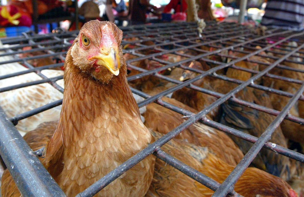 O vírus H5N1 tem sido detectado, recentemente, em humanos.