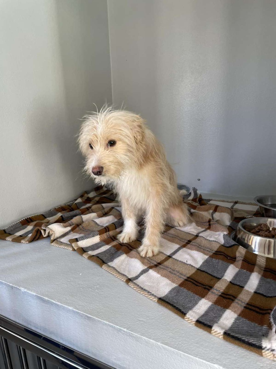 Preciosa aguarda agora pela esterilização e muito em breve estará disponível para adopção.