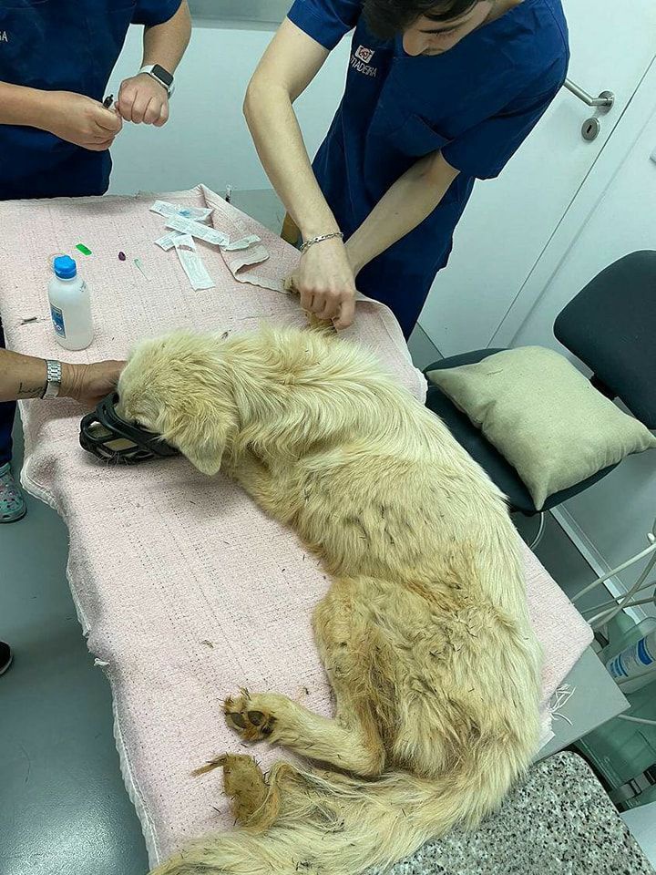 O animal chegou a receber tratamento, mas acabou por não resistir.