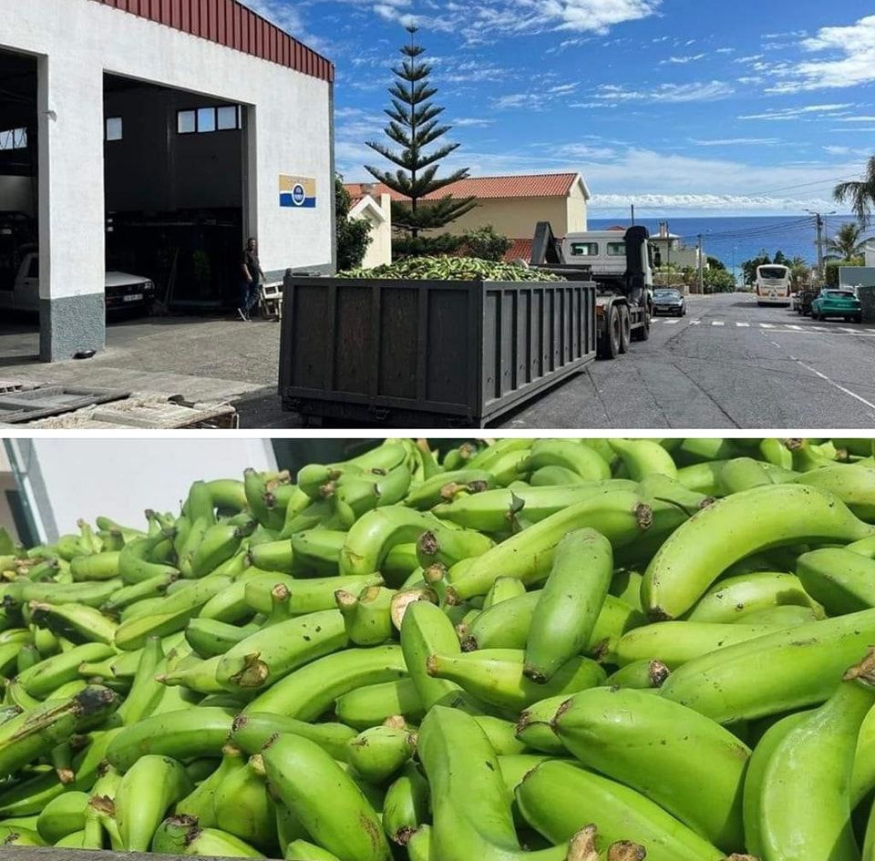A Gesba diz que "não deita o suor dos produtores no lixo" e que reaproveita a banana sem condições para a produção de fertilizantes orgânicos e composto.