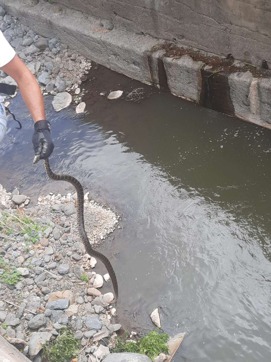 A cobra encontrada na passada segunda-feira na Ribeira de São João.
