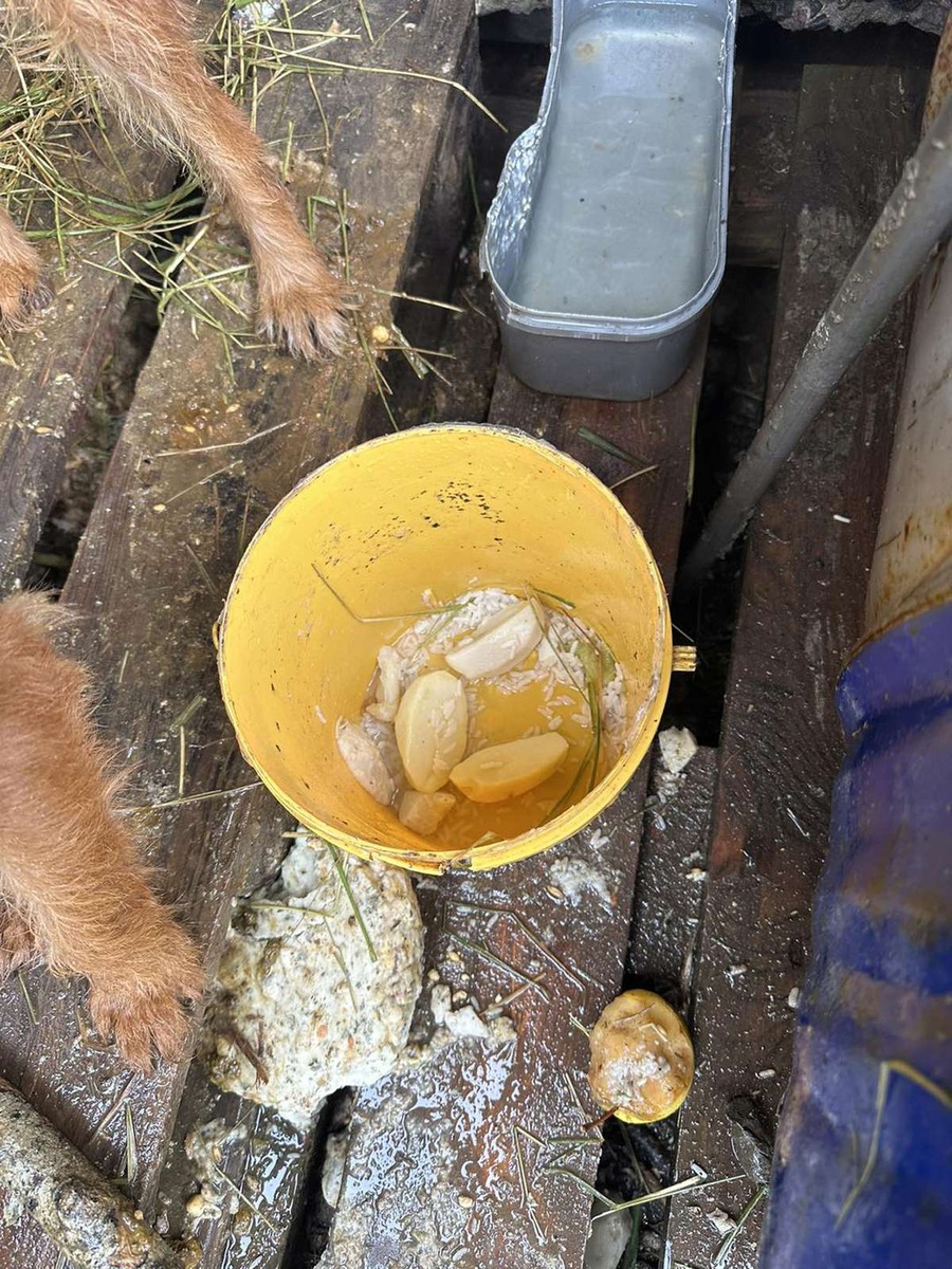 Animais tinham, segundo a associação, comida podre&nbsp;