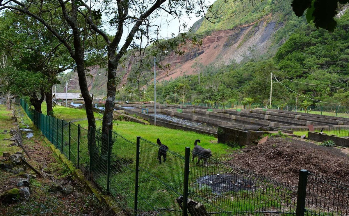 Os cães que 'guardam' o viveiro são já um dos elementos icónicos daquele espaço no Chão da Ribeira.&nbsp;