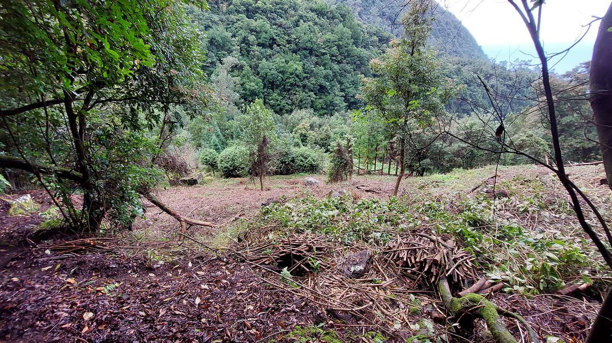 Lugar onde será criada a Aldeia cenográfica no sítio da Primeira Lombada, na freguesia de Ponta Delgada