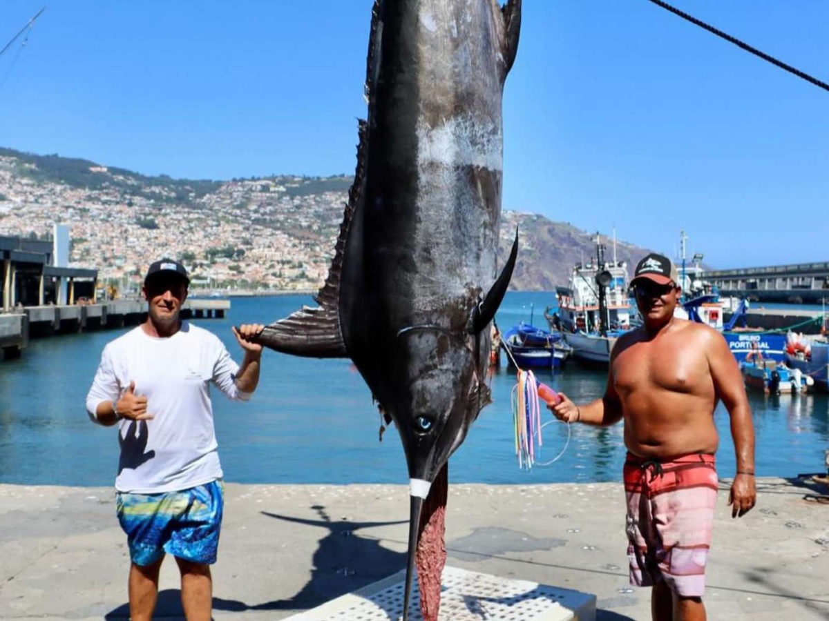 Blue Marlin com 300 quilos capturado no Funchal — DNOTICIAS.PT