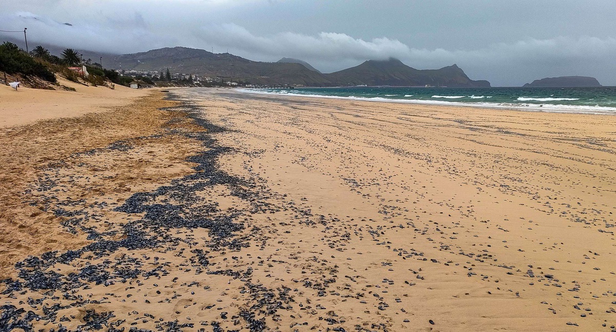 No passado sábado, milhares de veleiros deram à costa na praia do Porto Santo.&nbsp;
