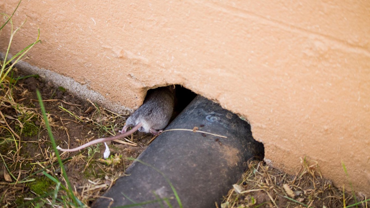 7 Sinais de que tem roedores em casa — 