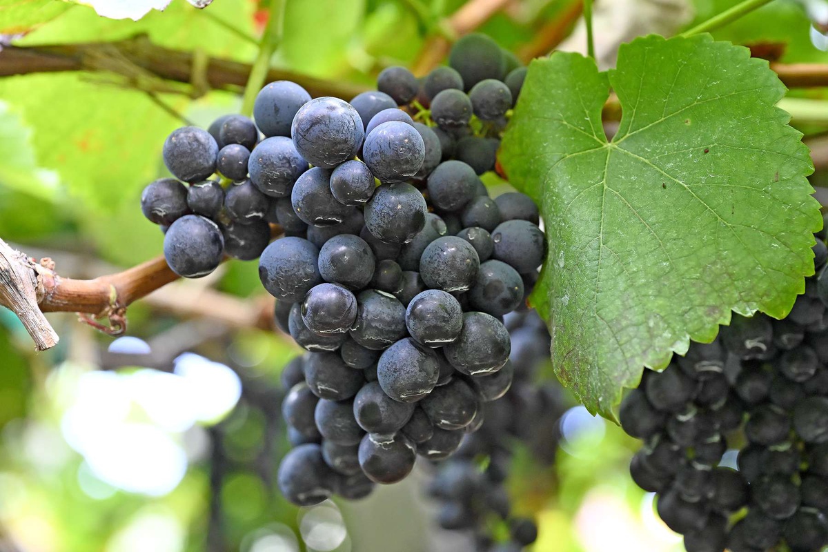João Figueira destaca qualidade das uvas na colheita deste ano.&nbsp;