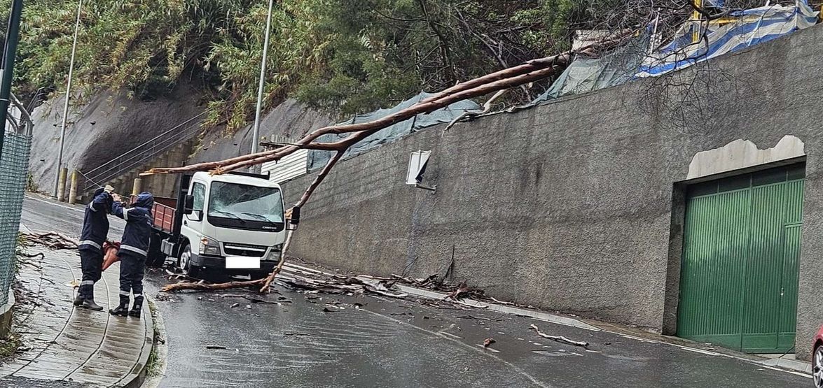 Verificaram-se 12 quedas de árvores ou de galhos entre os dias 27 e 28 de Outubro.