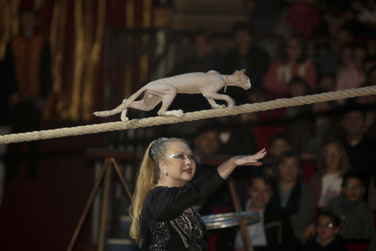 Vários têm sido os animais utilizados ao longo dos anos nos espectáculos circenses. Nos últimos tempos, os animais domésticos têm sido a opção face às proibições quanto aos animais selvagens.&nbsp;