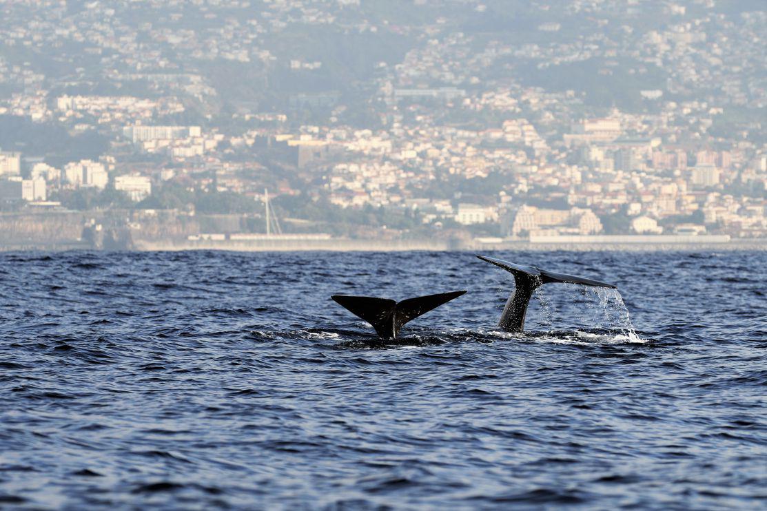 Cachalotes a mergulhar em frente à praia dos Reis Magos
