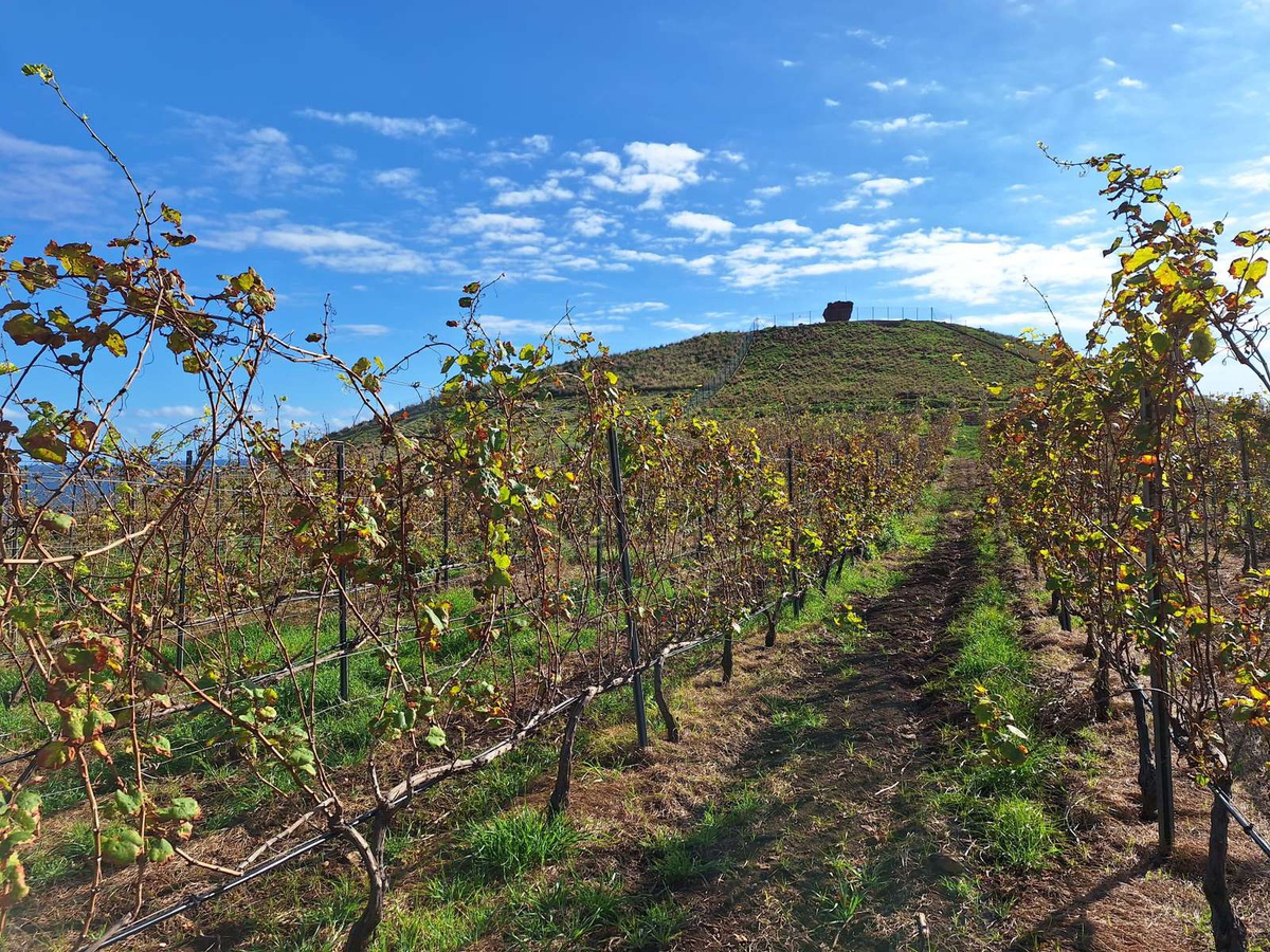 Em 2024, o mercado americano representou cerca de três milhões de euros, com mais de 210 mil litros de Vinho Madeira vendidos.&nbsp;