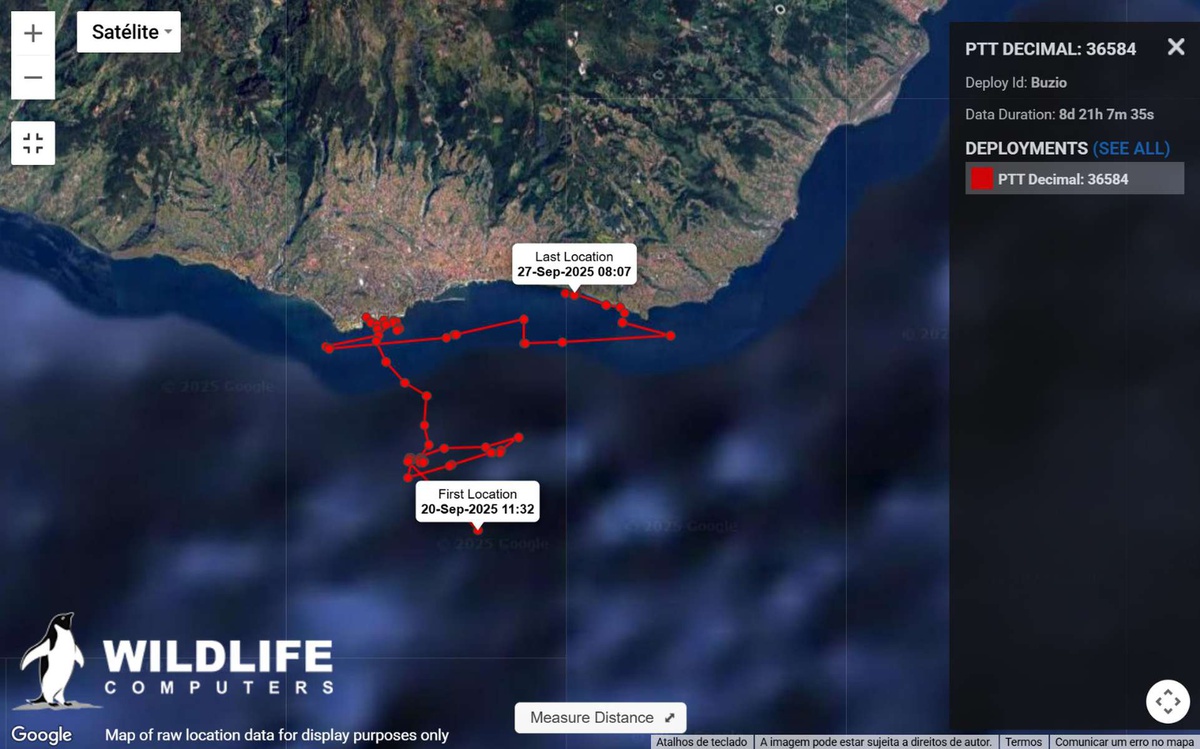 A última localização da tartaruga 'Búzio' foi reportada no dia 27 de Setembro, junto à costa, em São Gonçalo.&nbsp;