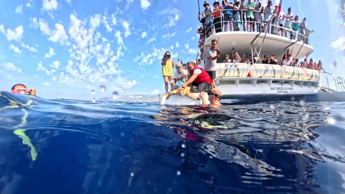 Thomas Dellinger destaca o contributo do projecto&nbsp;‘Education &amp; Citizen Science to Help Endangered Sea Turtles around Madeira Island’ para a evolução do conhecimento sobre as tartarugas nos mares da Região.&nbsp;