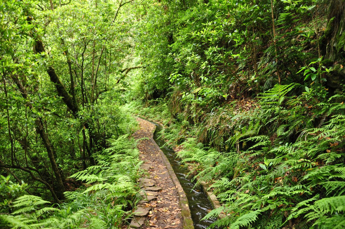 Levada dos Cedros, na freguesia da Ribeira da Janela, uma das oito levadas integradas na candidatura a Património Mundial.&nbsp;