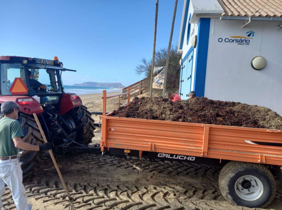 O sargaço começou por dar à costa na praia do Porto Santo, onde já foram efectuadas operações de recolha das algas.