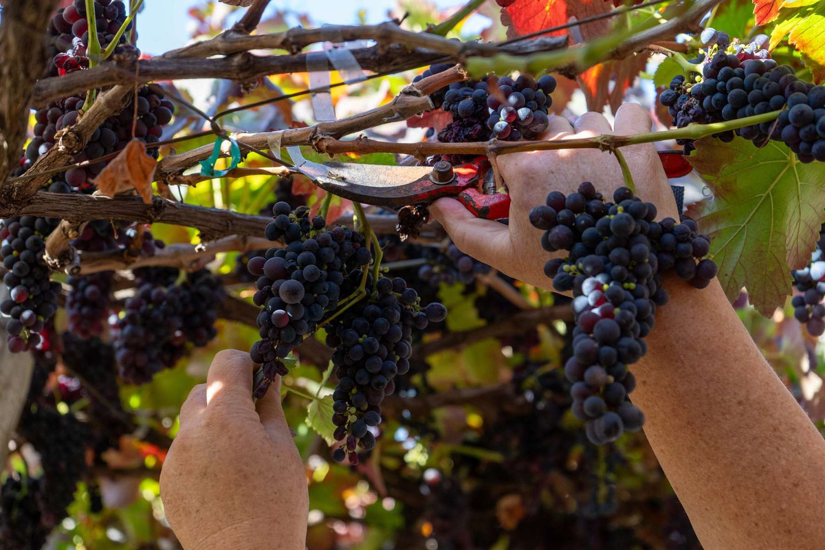 Objectivo da candidatura passa por manter viva toda a vivência em torno do Vinho Madeira.