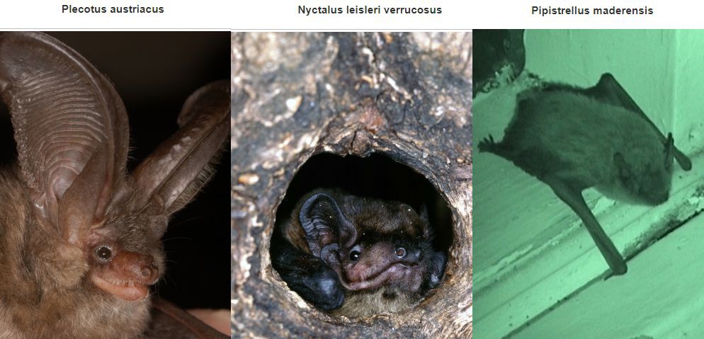 As três espécies de morcegos existentes no nosso arquipélago.