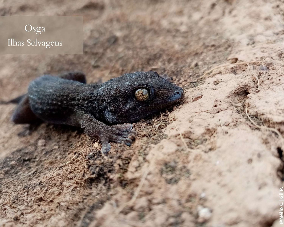 Osga-das-selvagens -&nbsp;Tarentola bischoffi