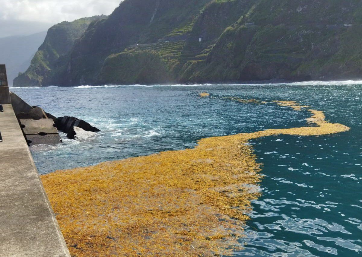 Governo Regional decreta guerra à alga tropical na Madeira.