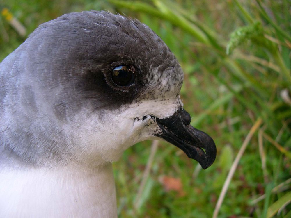 Freira-da-Madeira adulto.