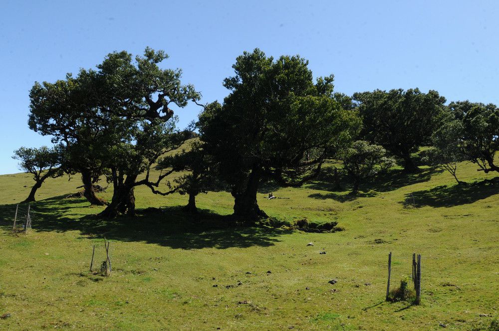 Situado
entre as serras do Seixal e da Ribeira da Janela, o Fanal é um dos lugares mais
emblemáticos do concelho do Porto Moniz, albergando um bosque de tis
centenários, que fazem parte da indígena floresta Laurissilva