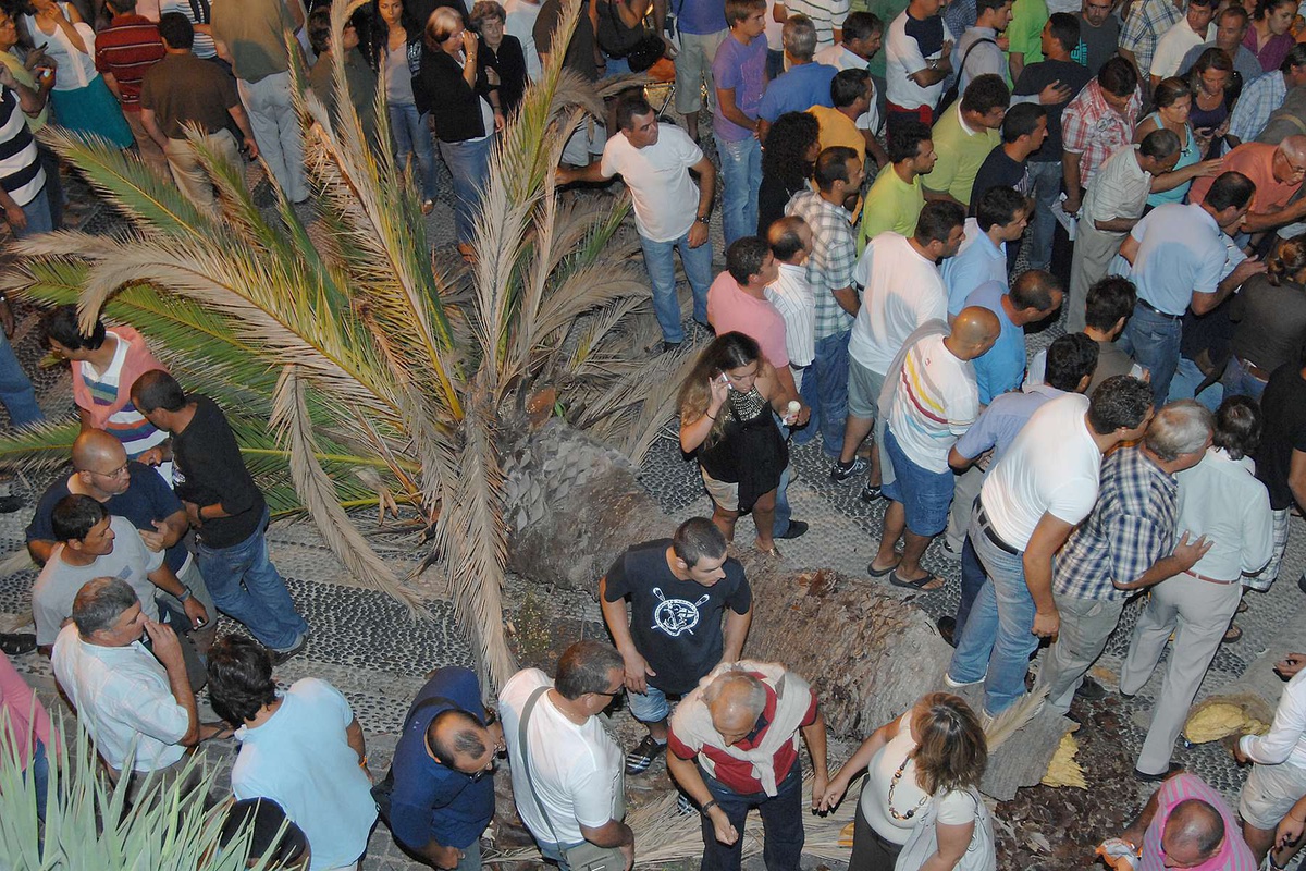 Palmeira tombou em pleno comício do PSD-Madeira, no dia 22 de Agosto de 2010.