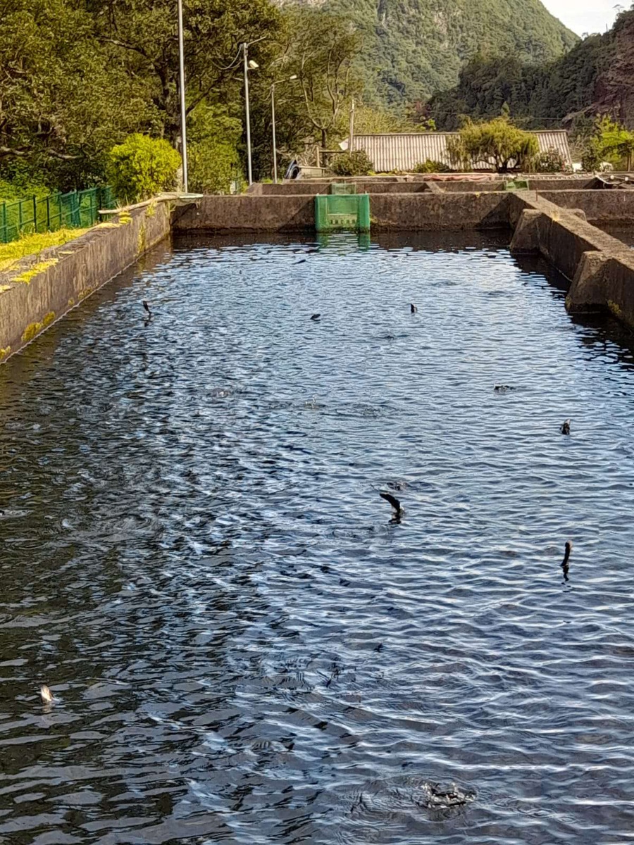 Um dos tanques da exploração de trutas no Chão da Ribeira.&nbsp;