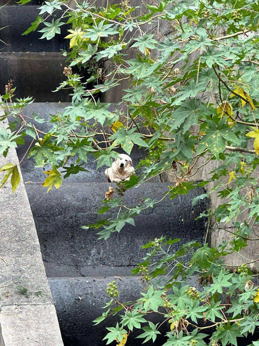 Fotos ilustram resgate do cão