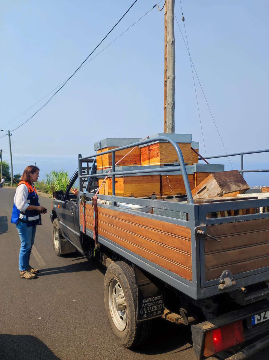Apicultores estão a retirar colmeias.
