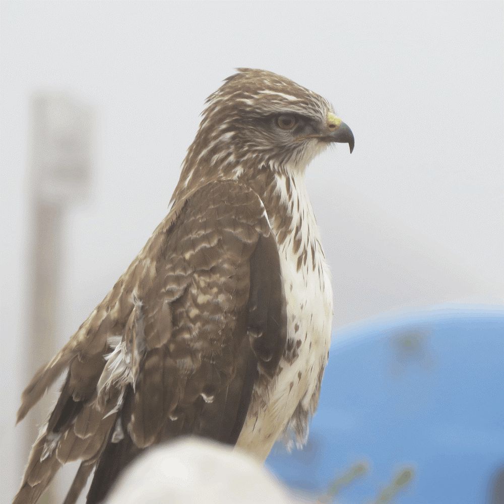 Foto DR/Eduardo Nóbrega/SPEA