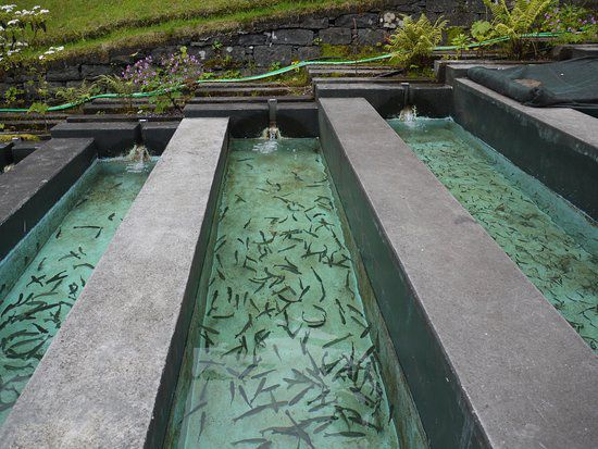 Os tanques onde permanecem os peixes de diferentes tamanhos e em diferentes fases.