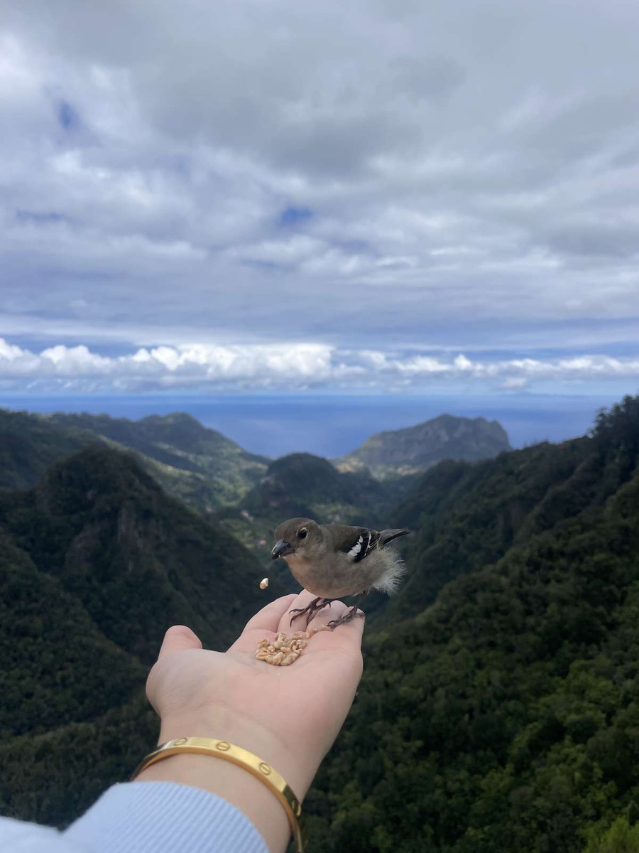 São vários os turistas que levam sementes para alimentar sobretudo os tentilhões, na ânsia de uma fotografia com os pássaros a comerem na sua mão. Imagem captada no miradouro dos Balcões.&nbsp;
