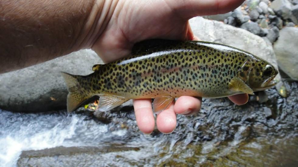 No Chão da Ribeira são produzidas, sobretudo, trutas arco-irís, originárias da América do Norte.&nbsp;